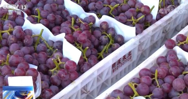 在希望的田野上 蔬菜消費(fèi)升級(jí)引領(lǐng)紫色農(nóng)產(chǎn)品熱，家用電器銷售迎增長新機(jī)